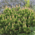Pinus Mughus Pumilio  nano siberiano vaso  1 lt. adatto per bonsai