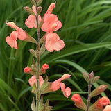 Salvia greggii 'Lowry’s peach' vaso 8/9