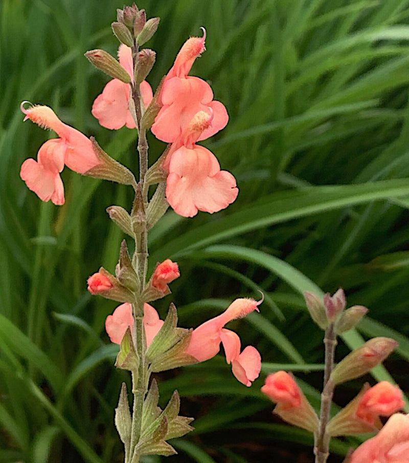 Salvia greggii 'Lowry’s peach' vaso 8/9