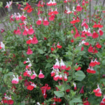 Salvia microphylla 'Hot Lips' vaso 8/9
