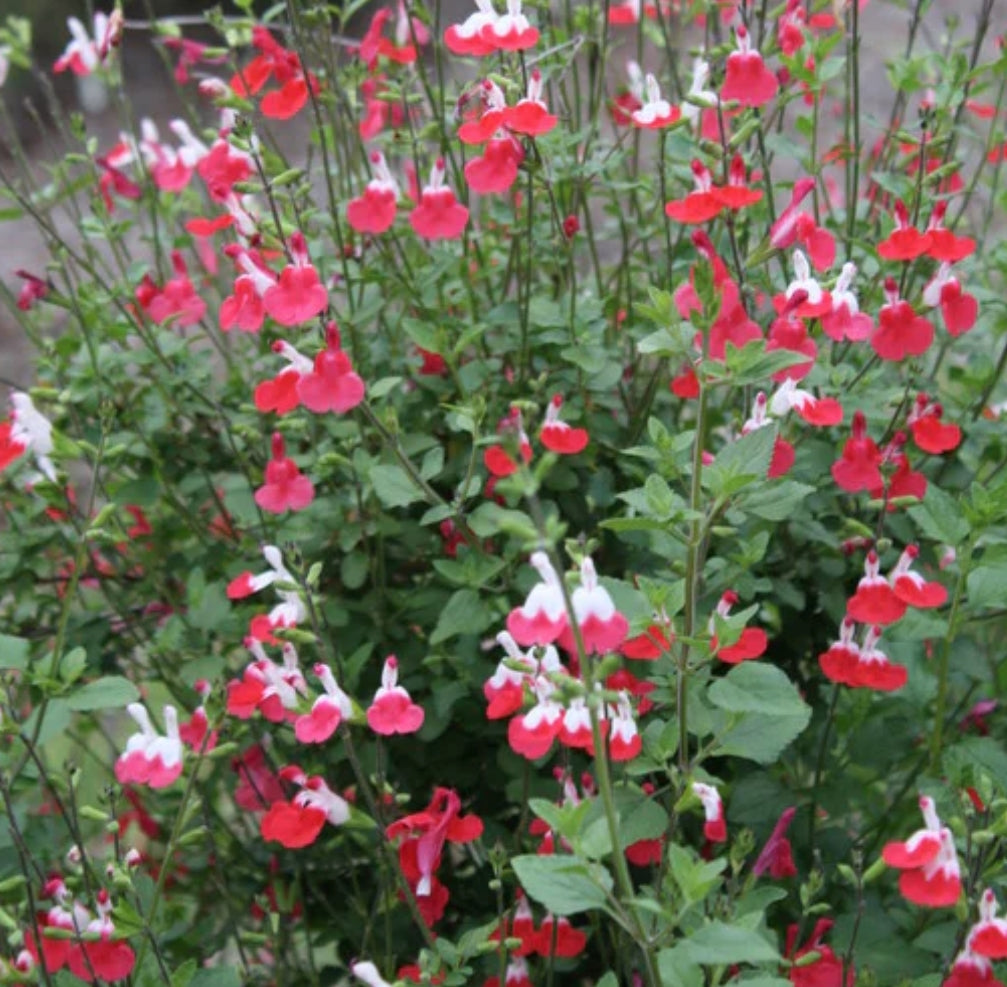 Salvia microphylla 'Hot Lips' vaso 8/9