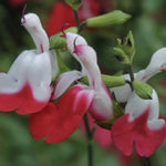 Salvia microphylla 'Hot Lips' vaso 8/9