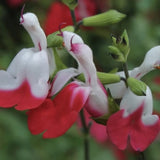Salvia microphylla 'Hot Lips' vaso 8/9