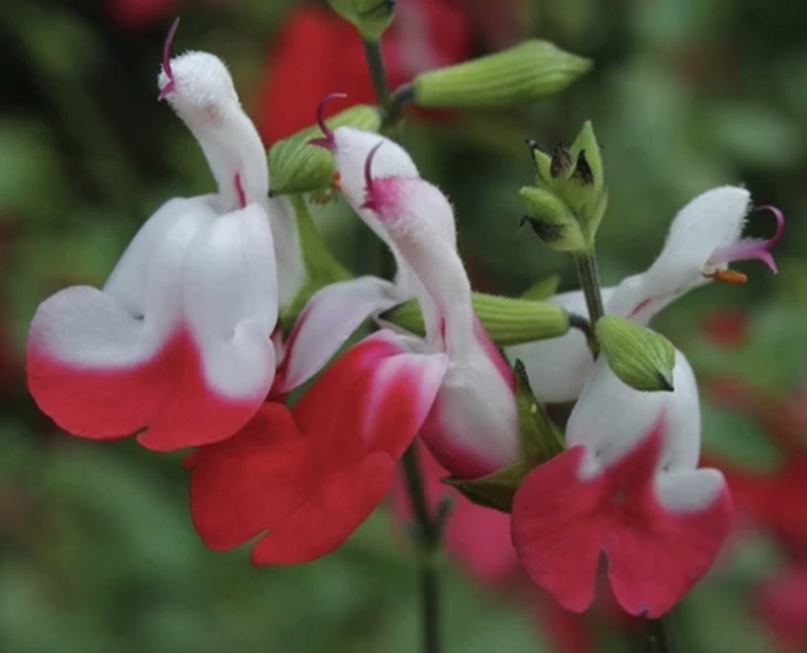 Salvia microphylla 'Hot Lips' vaso 8/9