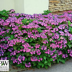 Hydrangea serr. F&F® Blueberry Cheesecake. (PW)