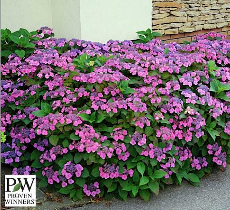 Hydrangea serr. F&F® Blueberry Cheesecake. (PW)