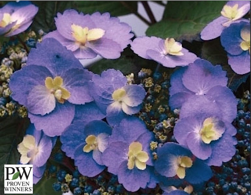 Hydrangea serr. F&F® Blueberry Cheesecake. (PW)
