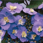 Hydrangea serr. F&F® Blueberry Cheesecake. (PW)