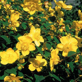 Hypericum hydcote v. 9