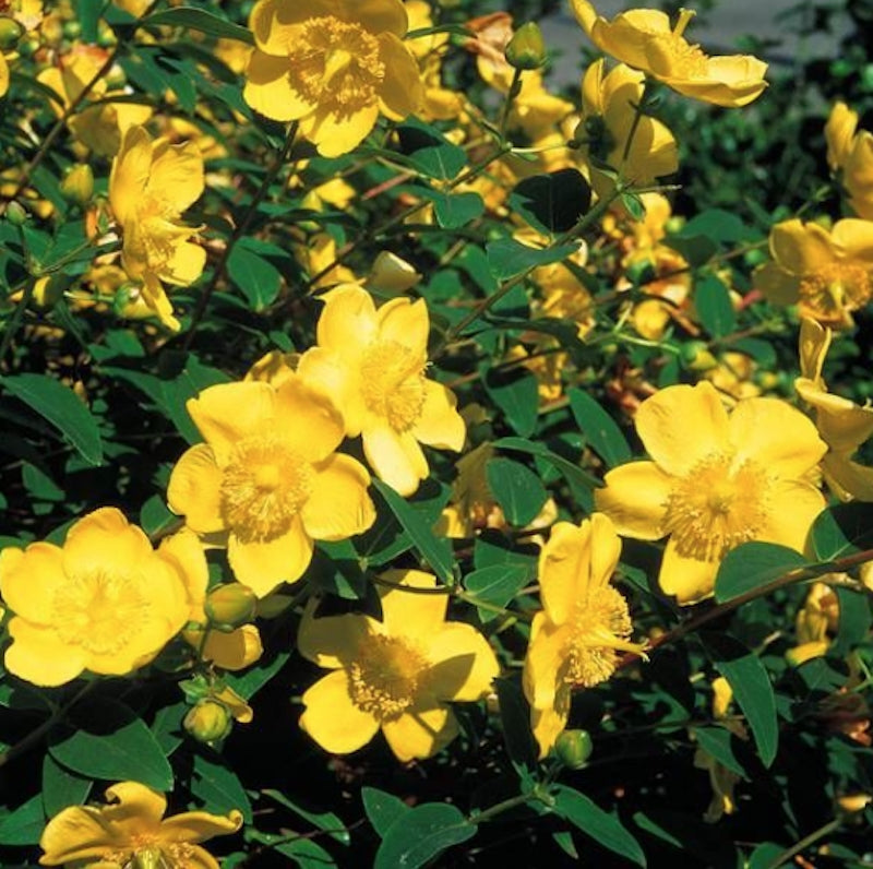 Hypericum hydcote v. 9