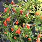 punica granatum nana Melograno nano vaso 18