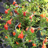 punica granatum nana Melograno nano vaso 18