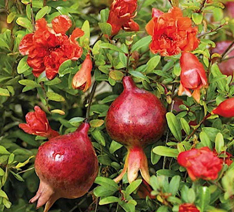 punica granatum nana Melograno nano vaso 18