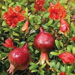 punica granatum nana Melograno nano vaso 18