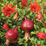 punica granatum nana Melograno nano vaso 18