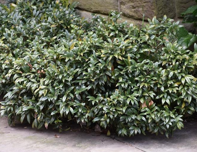 Sarcococca Confusa vaso 18