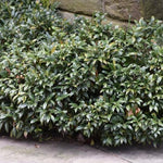 Sarcococca Confusa vaso 18