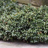 Sarcococca Confusa vaso 18