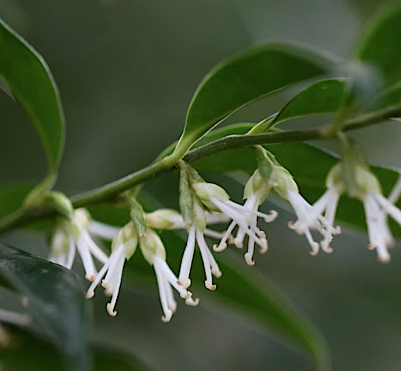 Sarcococca Confusa vaso 18
