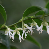 Sarcococca Confusa vaso 18