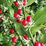 Sarcococca Ruscifolia vaso 18