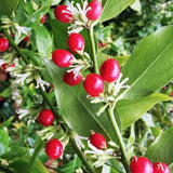 Sarcococca Ruscifolia vaso 18