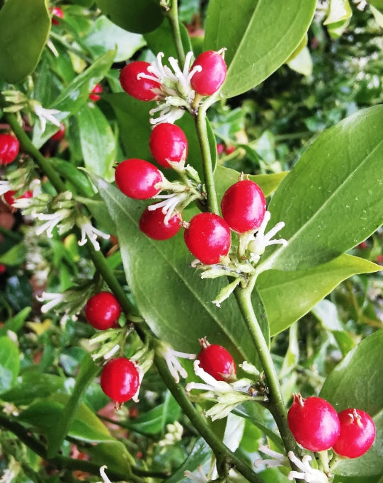 Sarcococca Ruscifolia vaso 18