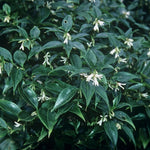 Sarcococca Ruscifolia vaso 18