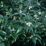 Sarcococca Ruscifolia vaso 18