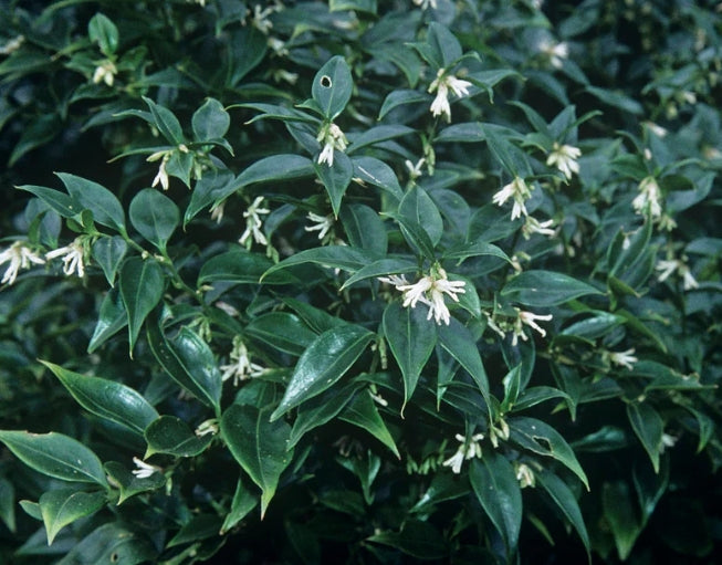 Sarcococca Ruscifolia vaso 18