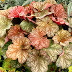 Heuchera Coral Bells 13/14