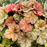 Heuchera Coral Bells 13/14