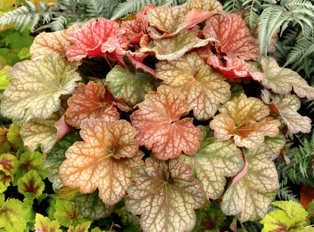 Heuchera Coral Bells 13/14