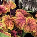 Heuchera Coral Bells 13/14