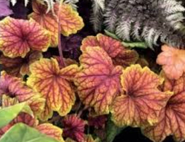 Heuchera Coral Bells 13/14