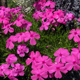Phlox subulata Macdaniel's Cushion vaso 14
