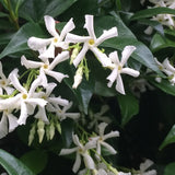 Trachelospermum Jasminoides cm.160/180