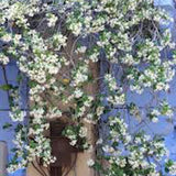 Trachelospermum Jasminoides cm.160/180