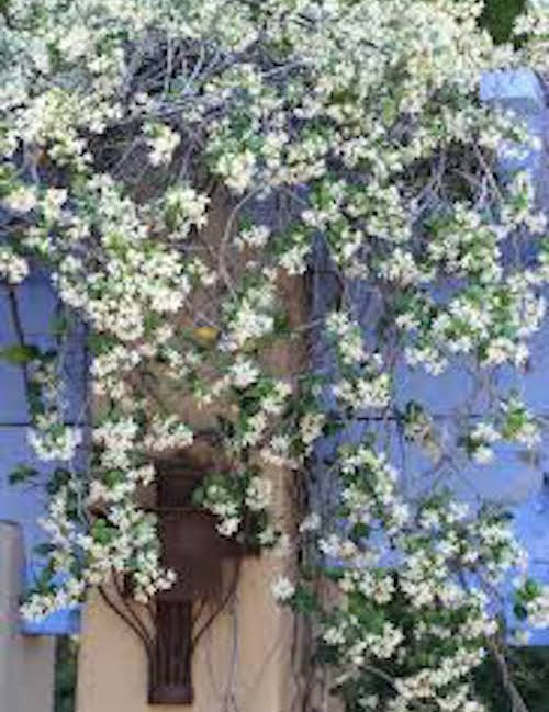 Trachelospermum Jasminoides cm.160/180