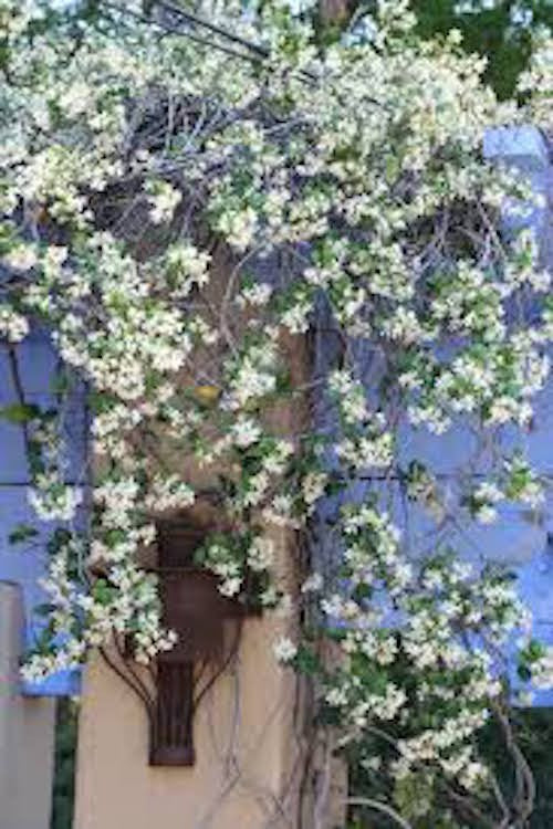 Trachelospermum Jasminoides cm.160/180