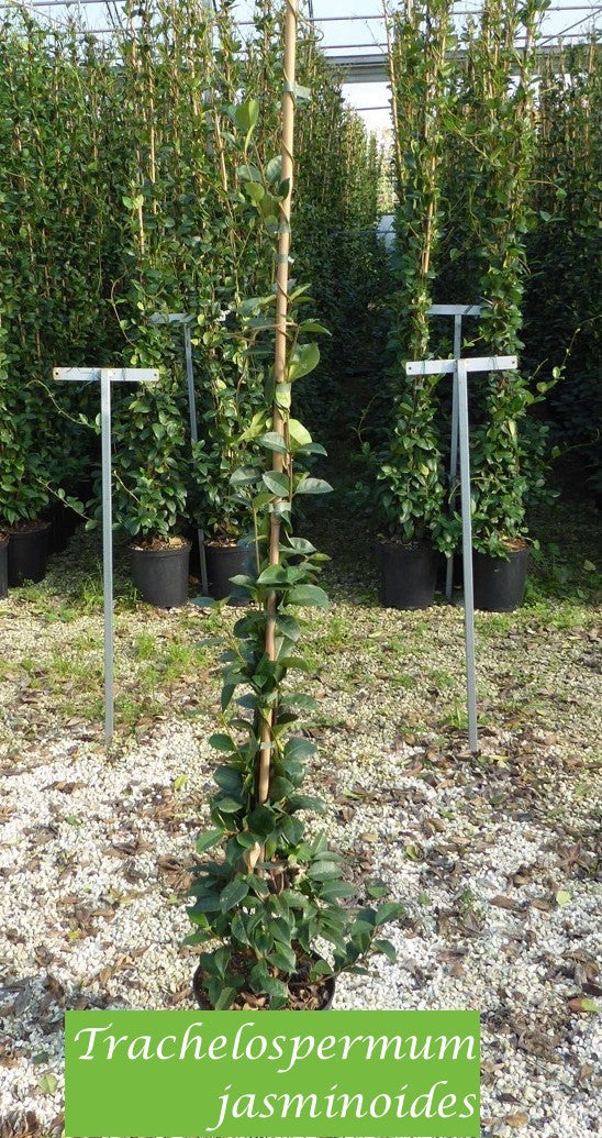 Trachelospermum Jasminoides cm.160/180