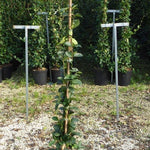 Trachelospermum Jasminoides cm.160/180
