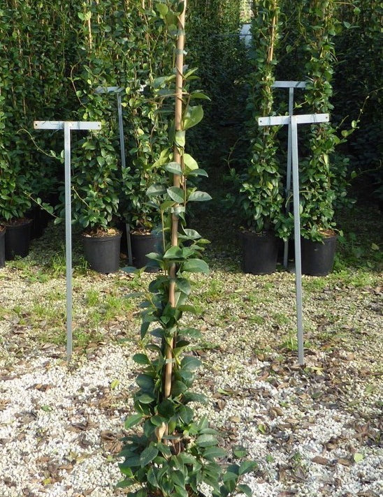 Trachelospermum Jasminoides cm.160/180