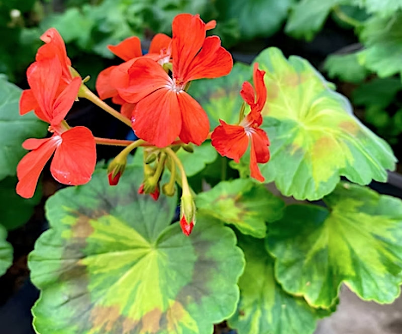 Pelargonium Jungle Leaf vaso 10