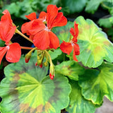Pelargonium Jungle Leaf vaso 10