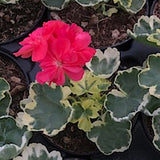 Pelargonium Stringer's souvenir v. 10
