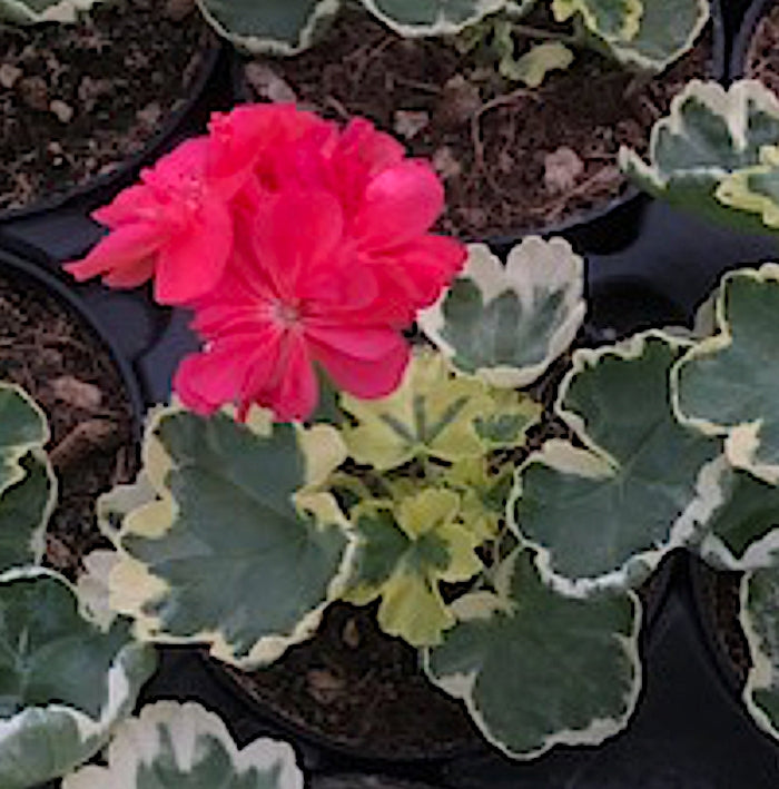 Pelargonium Stringer's souvenir v. 10