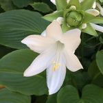 Hosta Plantaginea grandiflora