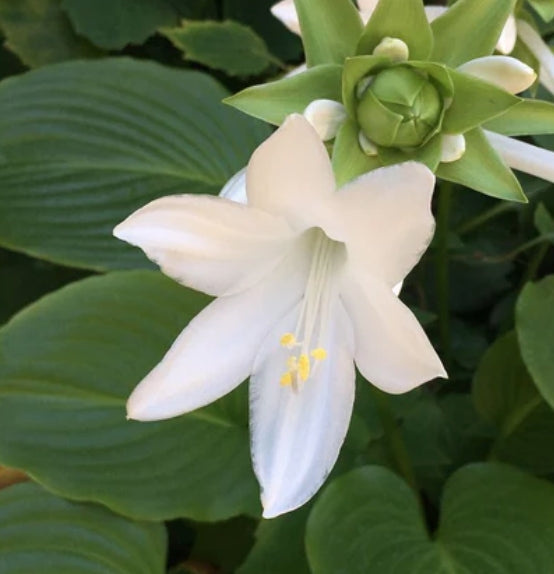 Hosta Plantaginea grandiflora