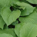 Hosta Plantaginea grandiflora